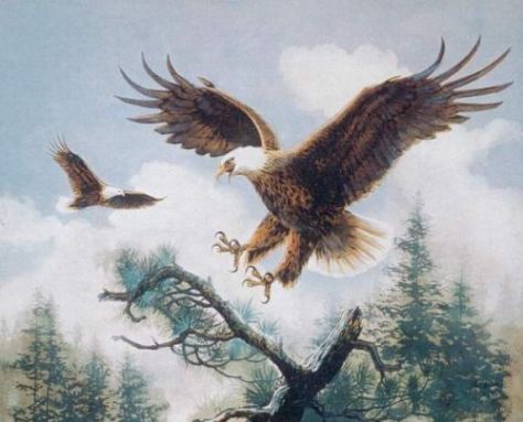 Majestic Sky Eagles